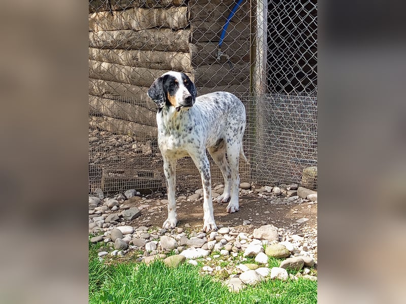 Herbie, Traumhund sucht Seelen-Menschen