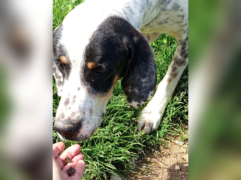 Herbie, Traumhund sucht Seelen-Menschen