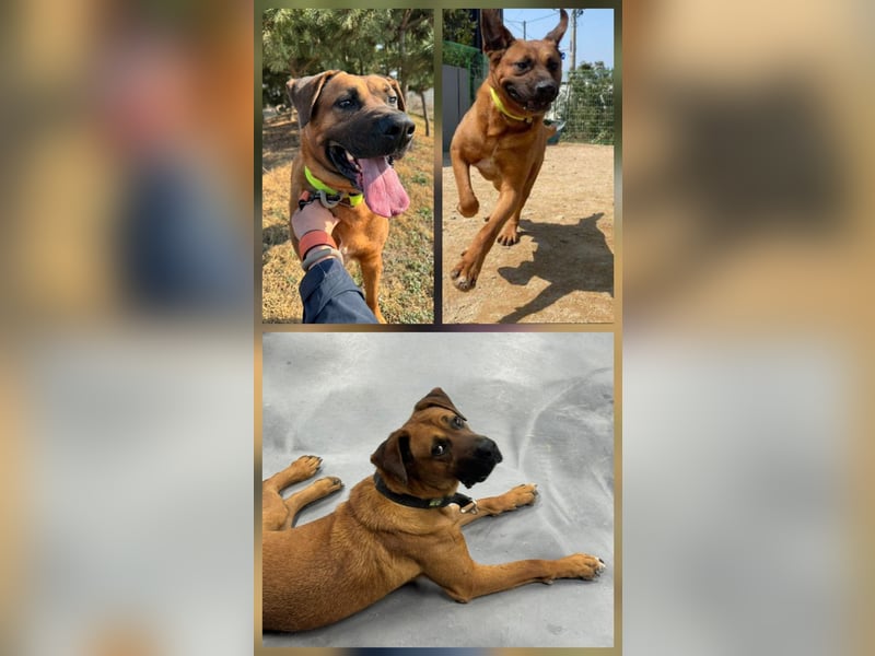 Dominic - sanfter Riese sucht liebevolles Zuhause