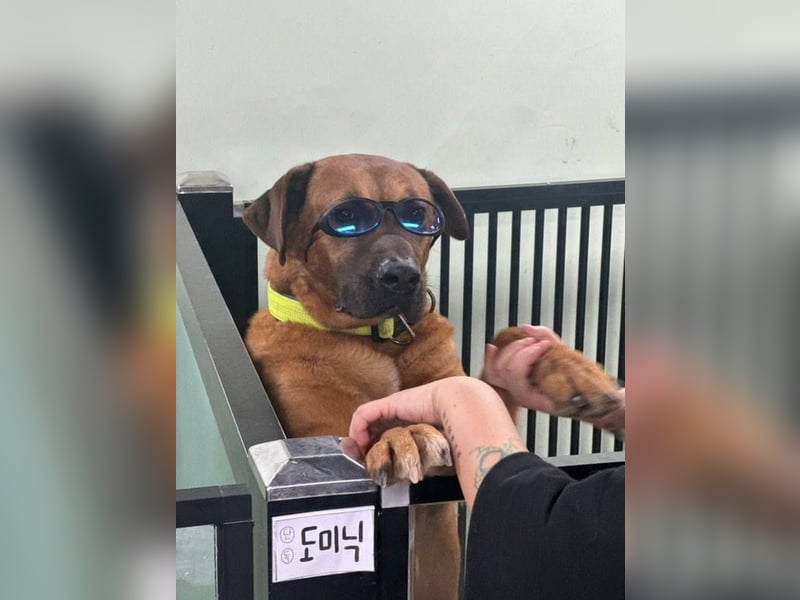 Dominic - sanfter Riese sucht liebevolles Zuhause