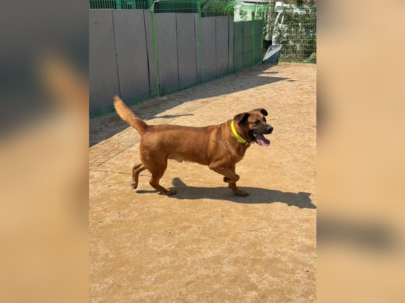 Dominic - sanfter Riese sucht liebevolles Zuhause