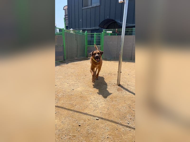 Dominic - sanfter Riese sucht liebevolles Zuhause