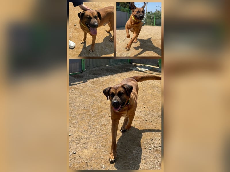 Dominic - sanfter Riese sucht liebevolles Zuhause