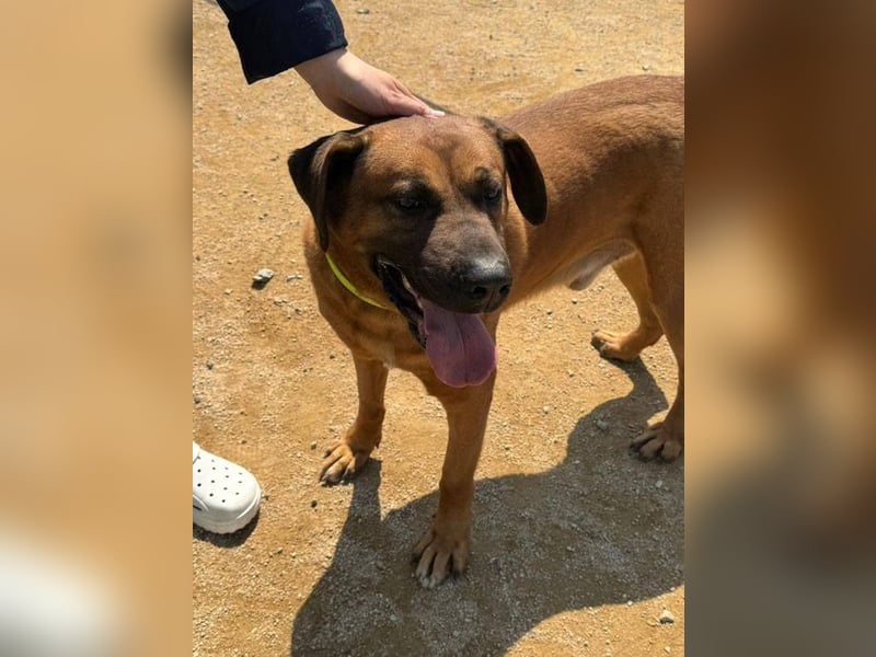 Dominic - sanfter Riese sucht liebevolles Zuhause