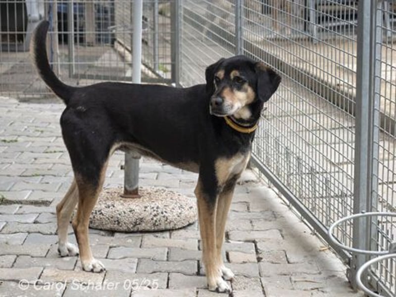 Slouber ist ein unkomplizierter Rüde