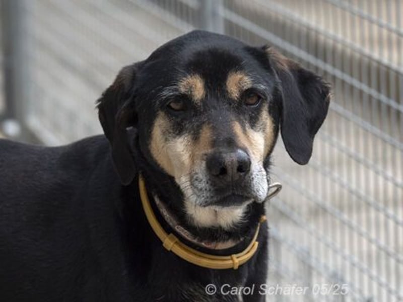 Slouber ist ein unkomplizierter Rüde