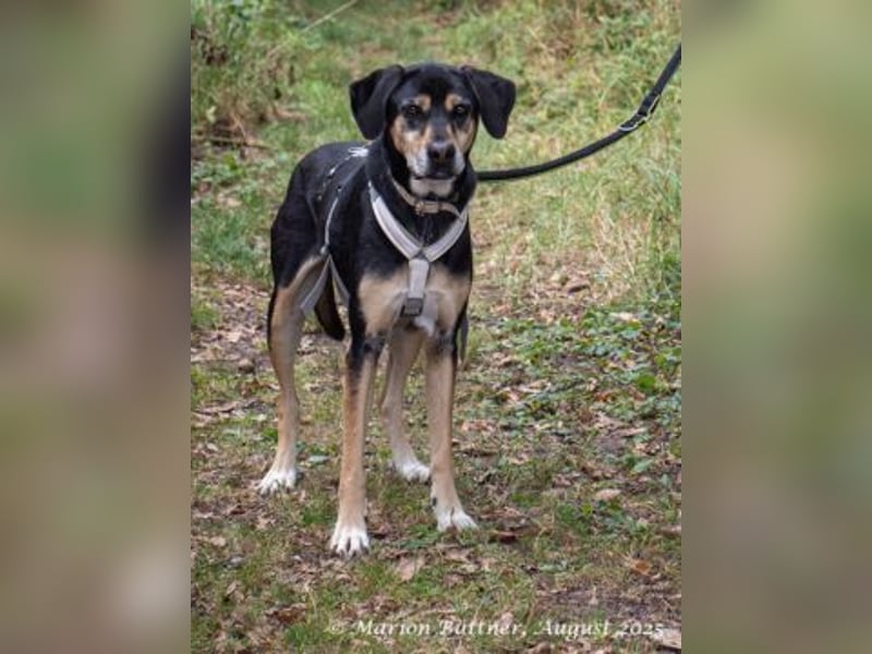 Slouber ist ein unkomplizierter Rüde