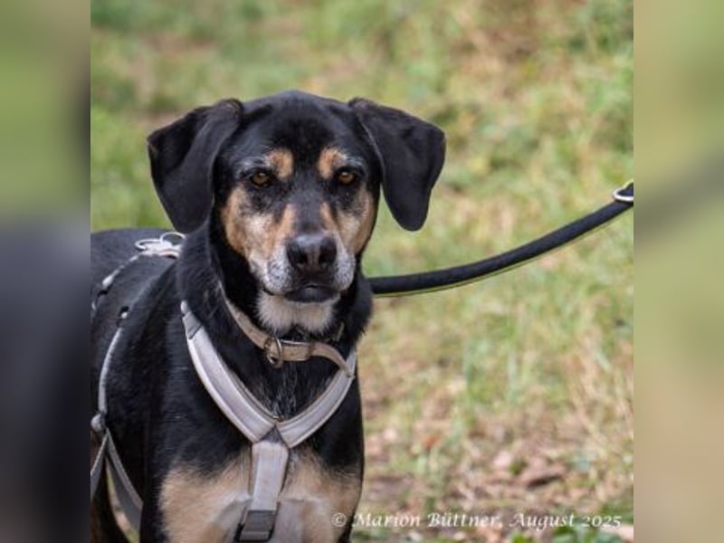 Slouber ist ein unkomplizierter Rüde