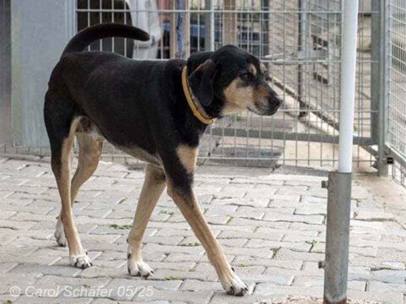 Slouber ist ein unkomplizierter Rüde