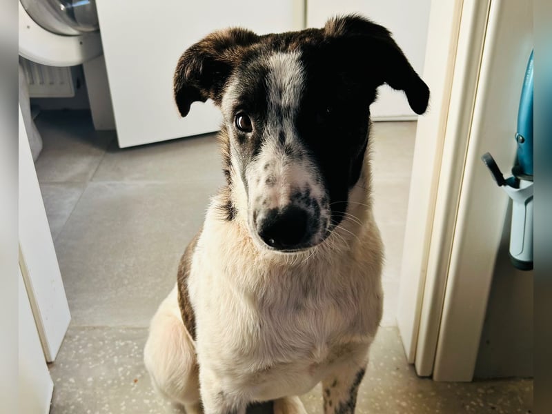 Trigona – neugieriges, kluges Hundemädchen mit großem Herz