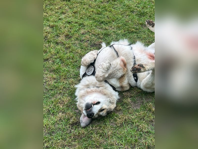 Gaia – eine treue Weggefährtin sucht ihr Für-immer-Zuhause