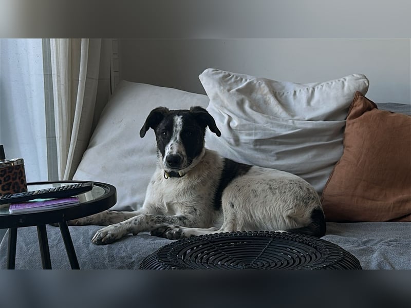 Trigona – neugieriges, kluges Hundemädchen mit großem Herz