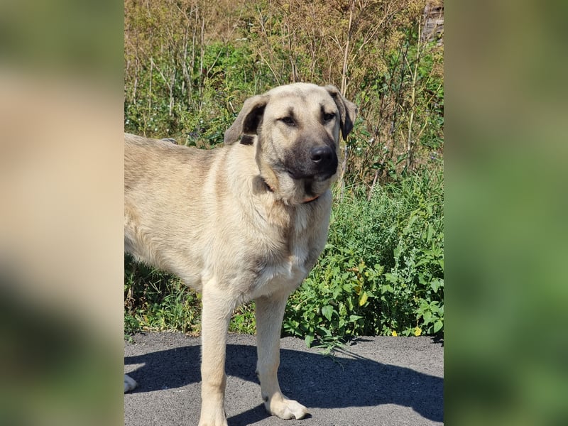 Nick – vom kleinen Kämpfer zum großen Herzenshund sucht seine Familie