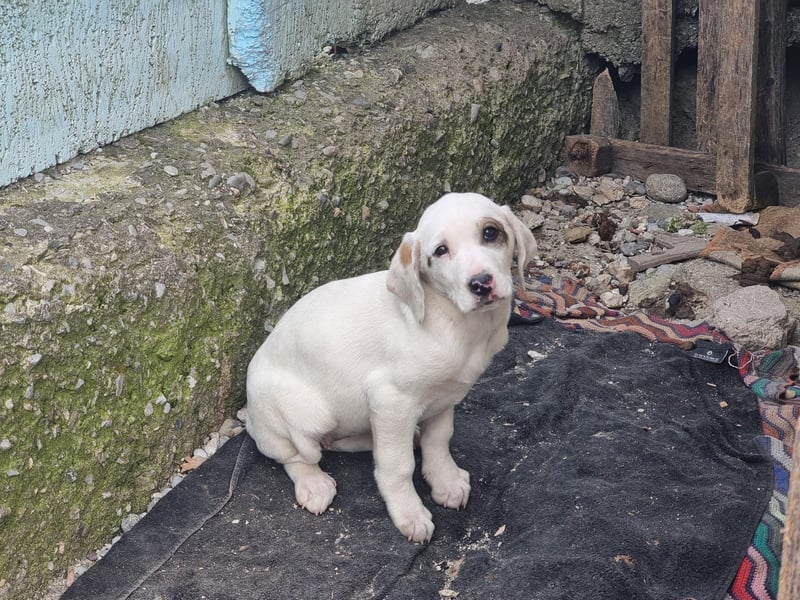Snow -eine zarte Seele sucht ihr Glück