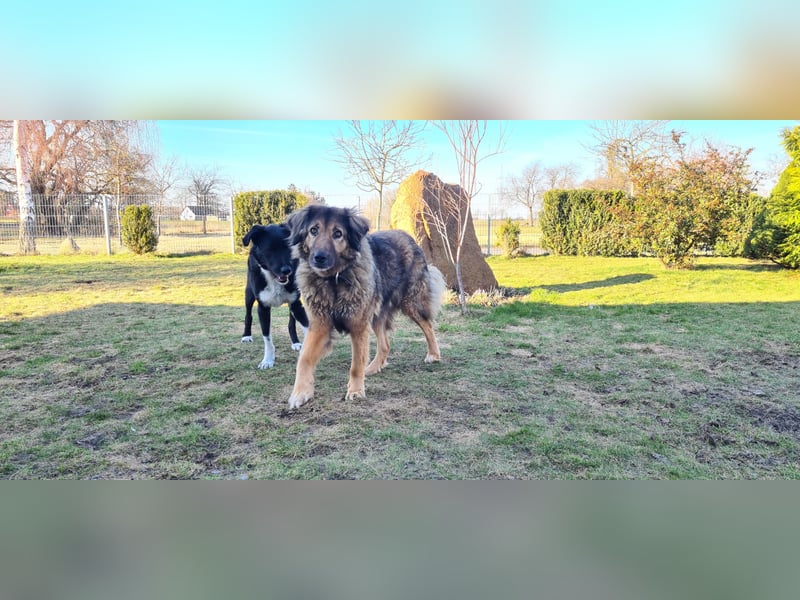 Senior Silas sucht seinen Ruhestand – ein souveräner Begleiter mit großem Herz