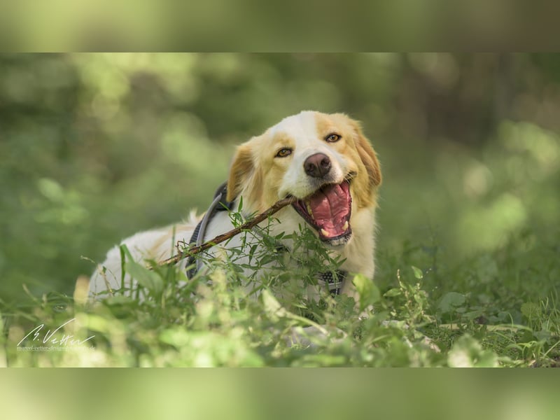 Ein cooler Typ - Attila wunderschön, stolz und selbstbewusst