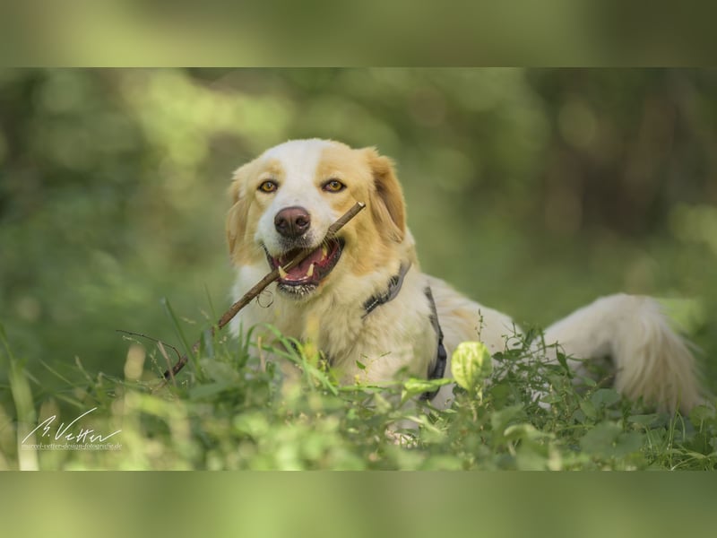 Ein cooler Typ - Attila wunderschön, stolz und selbstbewusst