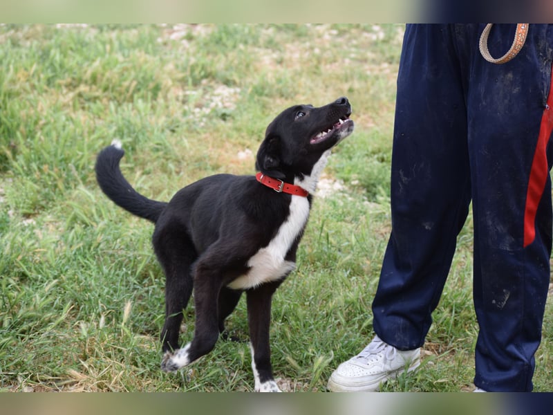 Ein kleiner Überlebender sucht sein Glück