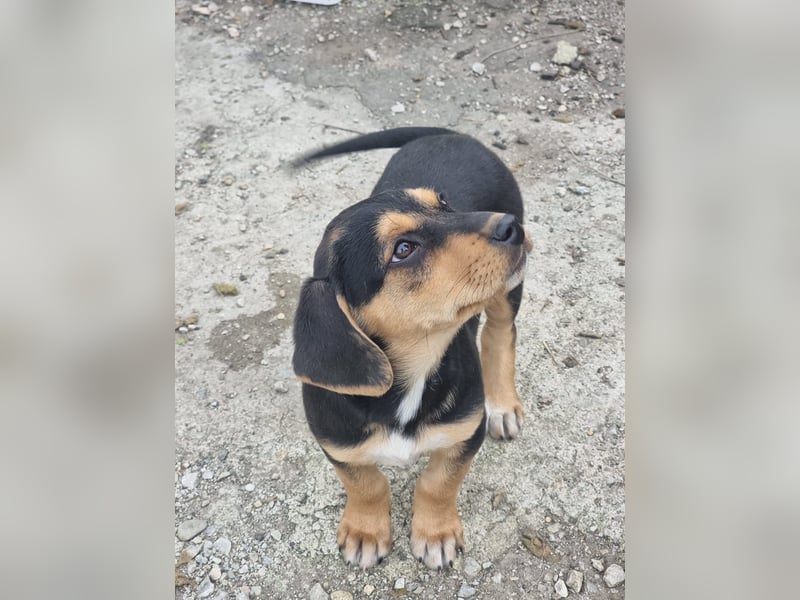 Potato – ein kleiner Charmeur sucht DICH