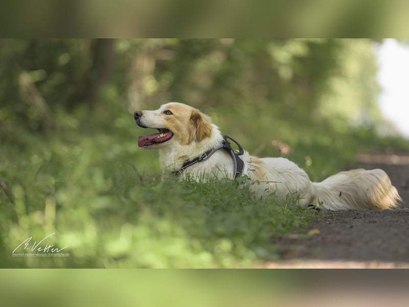 Ein cooler Typ - Attila wunderschön, stolz und selbstbewusst