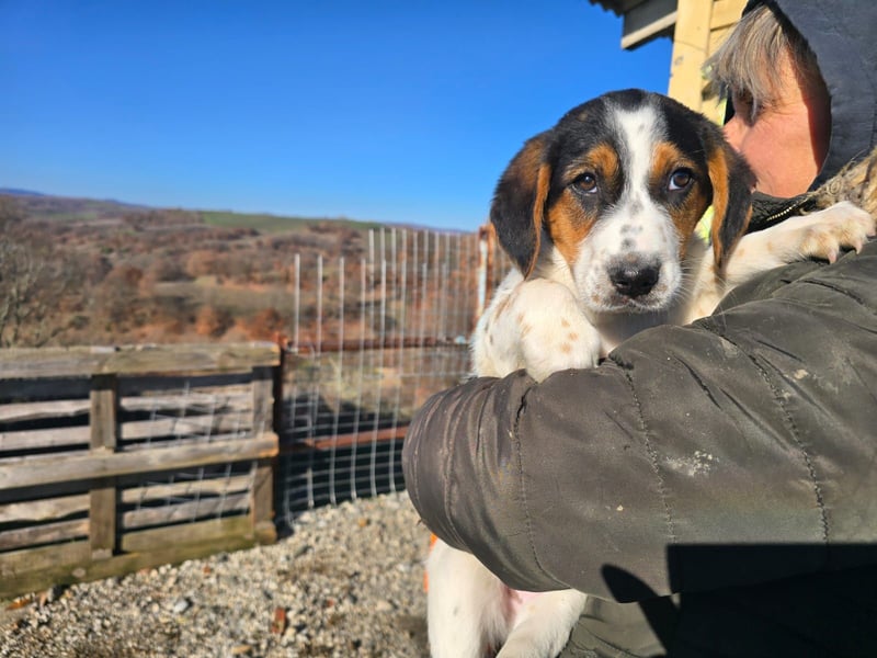 Mi - ein kleiner Bube sucht DICH