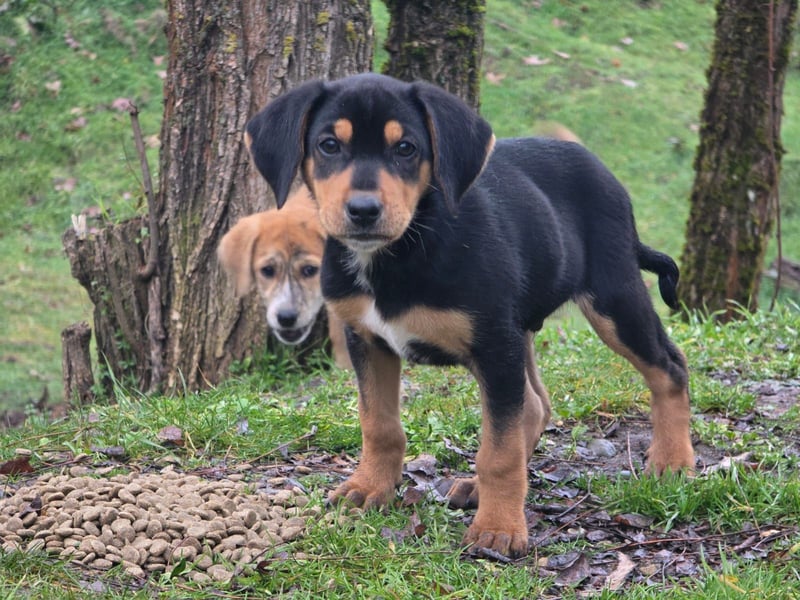 Cupcake - ein kleines Wunder mit großem Herzen
