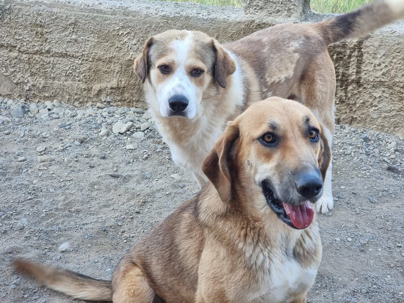 Eda möchte Dein Herz erobern!