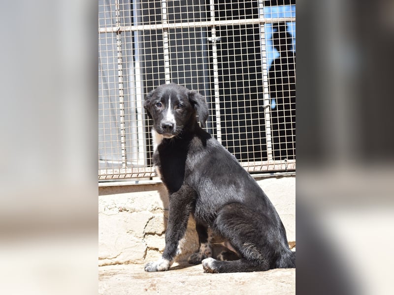 Ein kleiner Überlebender sucht sein Glück