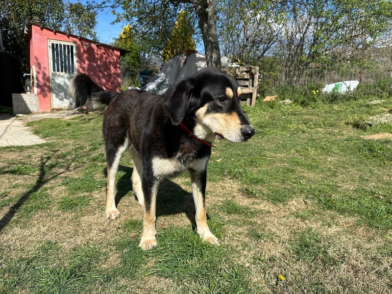 Rasvan - sanfter Riese sucht sein Glück