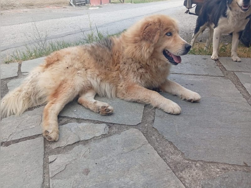 Leon – Ein sanfter Herzenshund mit ganz besonderen Augen