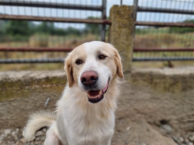 James - liebevolles Zuhause für ihn gesucht