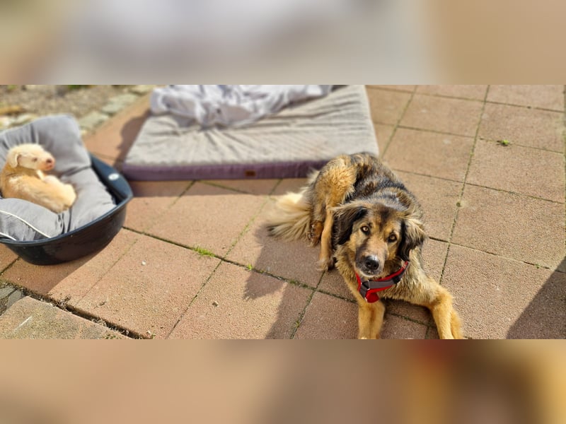 Senior Silas sucht seinen Ruhestand – ein souveräner Begleiter mit großem Herz