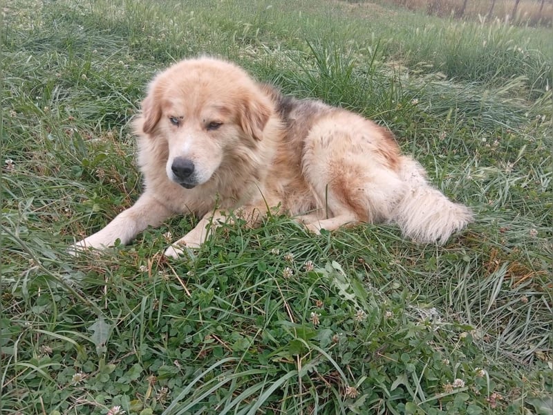 Leon – Ein sanfter Herzenshund mit ganz besonderen Augen