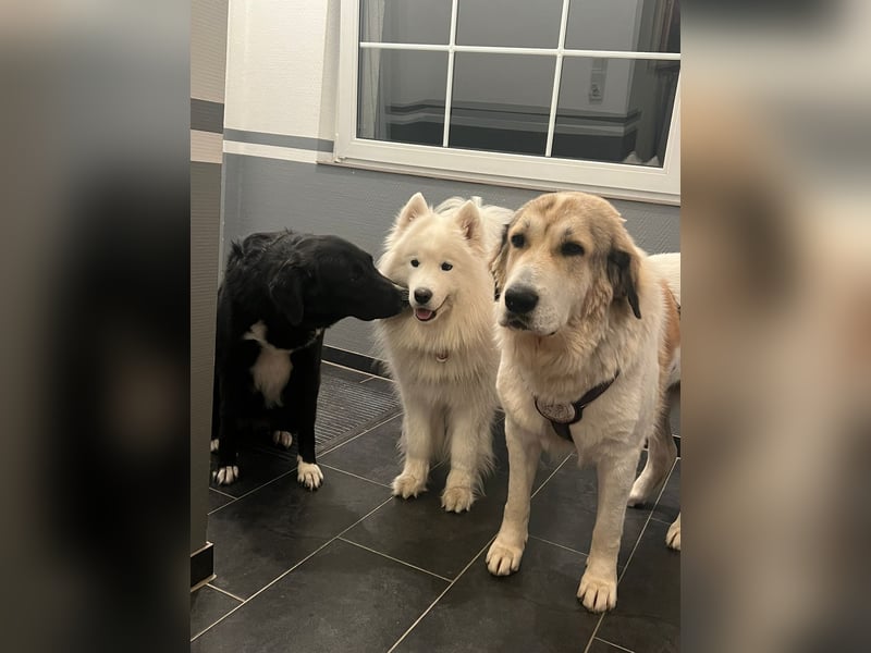 Gaia – eine treue Weggefährtin sucht ihr Für-immer-Zuhause