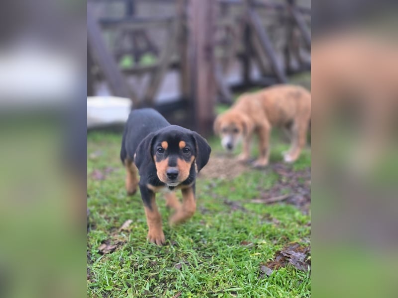 Cupcake - ein kleines Wunder mit großem Herzen