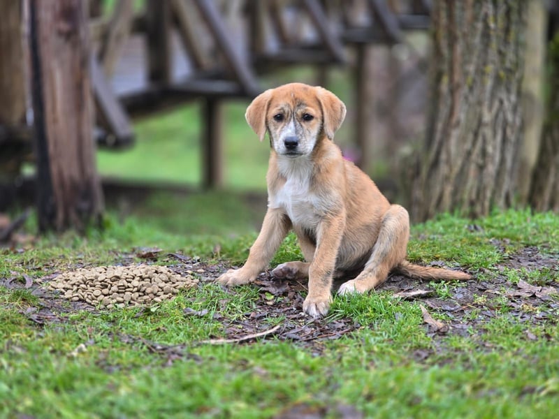 Vanilla - ein kleiner Sonnenschein auf vier Pfoten