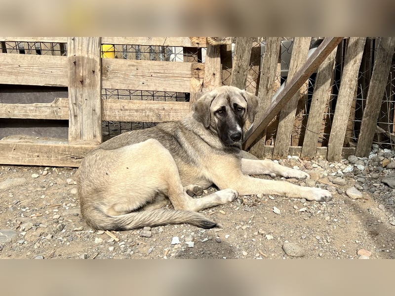 Nala – Sanfte Hündin mit großem Herz, sucht ein liebevolles Zuhause!