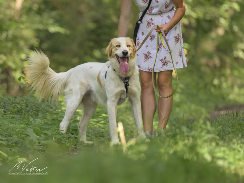 Ein cooler Typ - Attila wunderschön, stolz und selbstbewusst