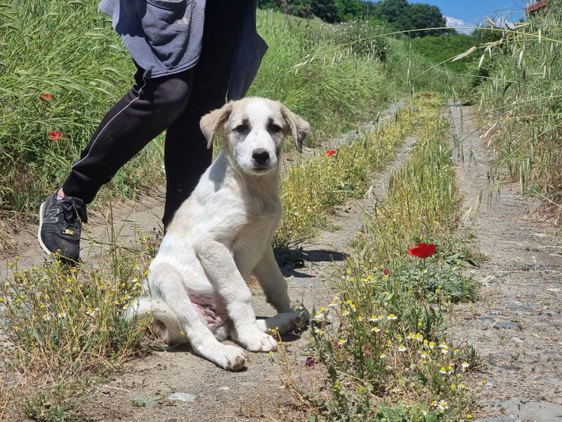 Meli – kleine Kämpferin mit großem Herzen sucht ihr Zuhause