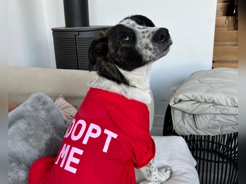 Trigona – neugieriges, kluges Hundemädchen mit großem Herz