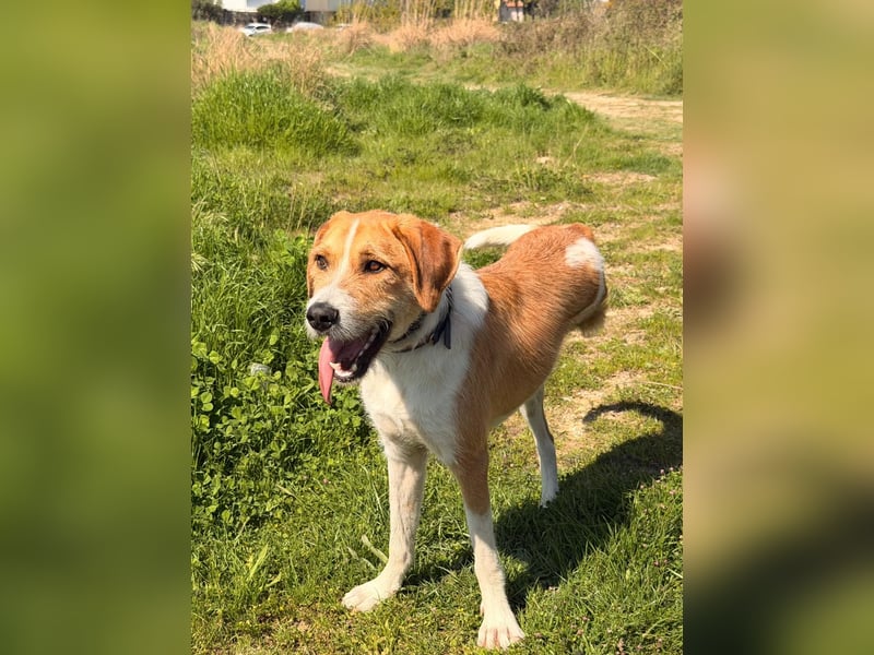 Karli - ein lebensfroher Familienhund sucht Dich!