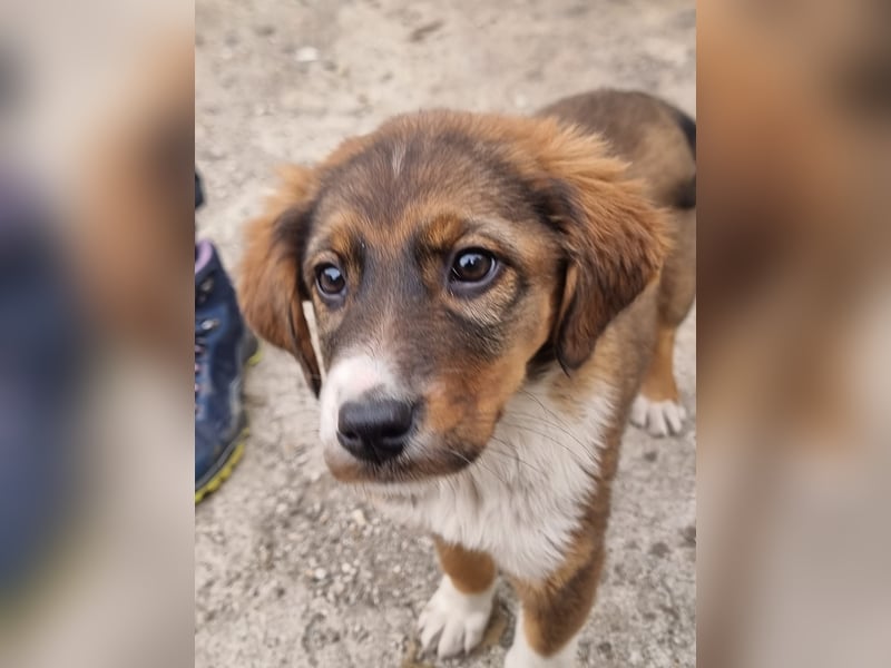 Chilli sucht ihren Menschen