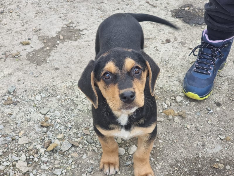 Potato – ein kleiner Charmeur sucht DICH