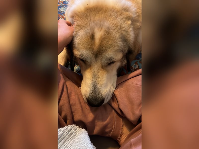 Gaia – eine treue Weggefährtin sucht ihr Für-immer-Zuhause