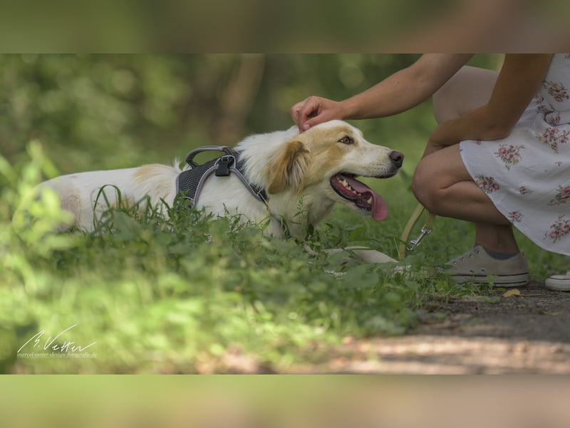 Ein cooler Typ - Attila wunderschön, stolz und selbstbewusst