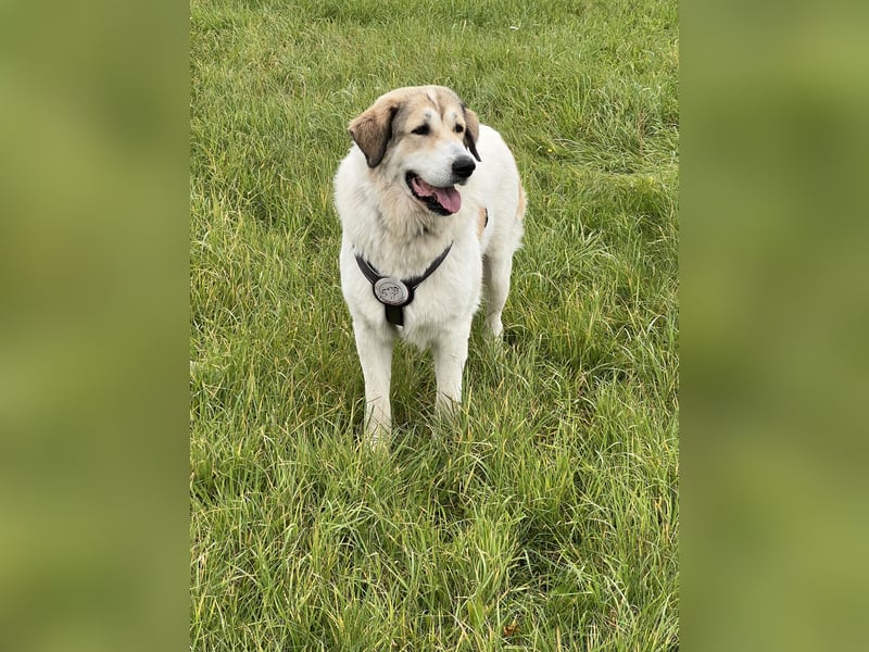 Gaia – eine treue Weggefährtin sucht ihr Für-immer-Zuhause