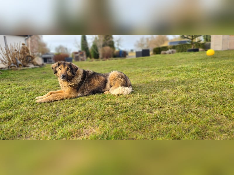 Senior Silas sucht seinen Ruhestand – ein souveräner Begleiter mit großem Herz