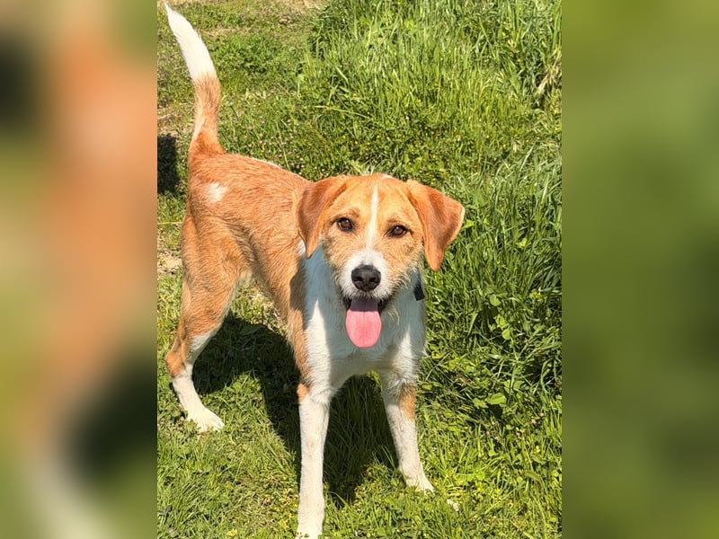 Karli - ein lebensfroher Familienhund sucht Dich!