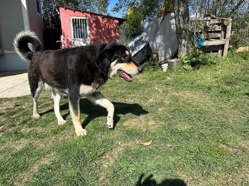 Rasvan - sanfter Riese sucht sein Glück