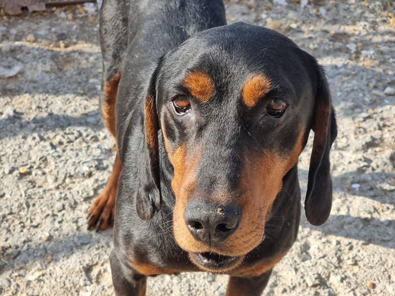 Fotis - sanfter Tanzbär voller Lebensfreude sucht sein Zuhause für immer!